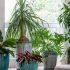 6 plantas de interior e exterior para plantar na primavera