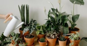 11 plantas fáceis de cuidar que precisam de pouca luz