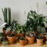 11 plantas fáceis de cuidar que precisam de pouca luz